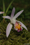 Pleione Confirmation 20110910.jpg