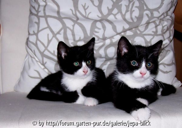 Katzenkinder Tina und Toni