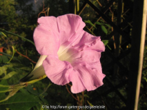 Ipomoea lindheimeri 110920.jpg