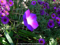 Ipomoea mit Nachtauge