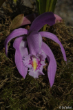 Pleione praecox 20111023 (2).jpg