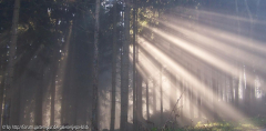 Sonnenstrahlen im Wald