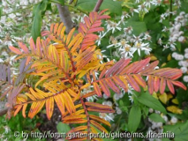 Sorbus scalaris