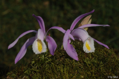 Pleione praecox 20111104 (1).jpg