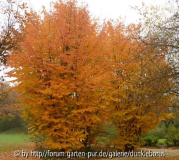 Parrotia persica