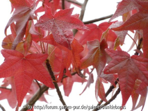 Liquidambar styraciflua 1