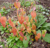 Cornus officinalisc.jpg