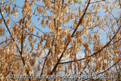 Acer negundo im November