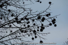 Corylus colurna