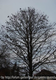 Corylus colurna (Habitus)