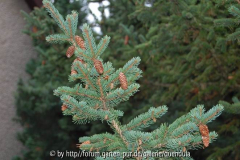 Fichte (Picea wilsonii ?)