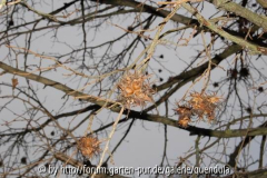 Baum-Hasel (Frucht)