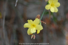 Winterjasmin im November