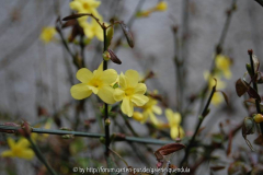 Winterjasmin im November