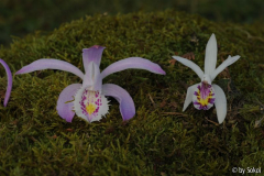 Pleione maculata+praecox 20111120.jpg