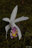 Pleione maculata 20111120 (1).jpg