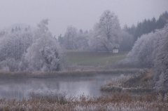 Rauhreif am See