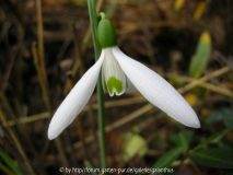 Galanthus elwesii Hiemalis Group 3.1.12