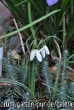 G.elwesii Hiemalis ex Broadleigh Gardens