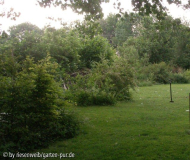 freiwachsende hecke, längerer ausschnitt