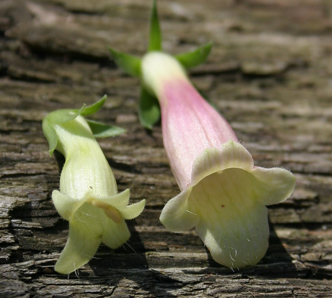 Digitalis lutea /Digitalis lutea Hybride