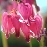 Dicentra King of Hearts