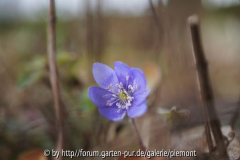 Leberblümchen 2012