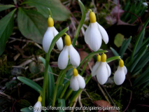 Galanthus 'Primrose Warburg' , Tuff