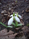 G. Imbolc