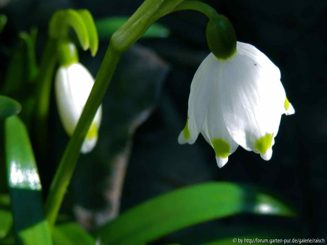 Leucojum 