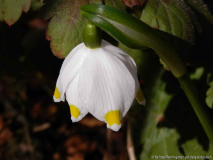 Leucojum 