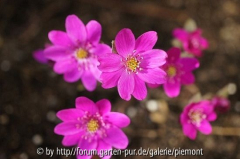 Leberblümchen rot März 2012