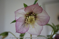 Helleborus 2012