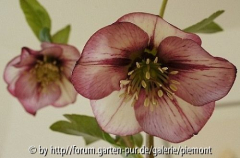 Helleborus 2012