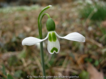 Galanthus elwesii von Salamander