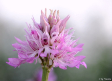 Orchis italica