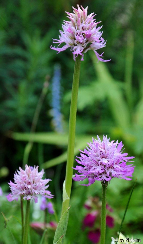 Orchis italica Gruppe