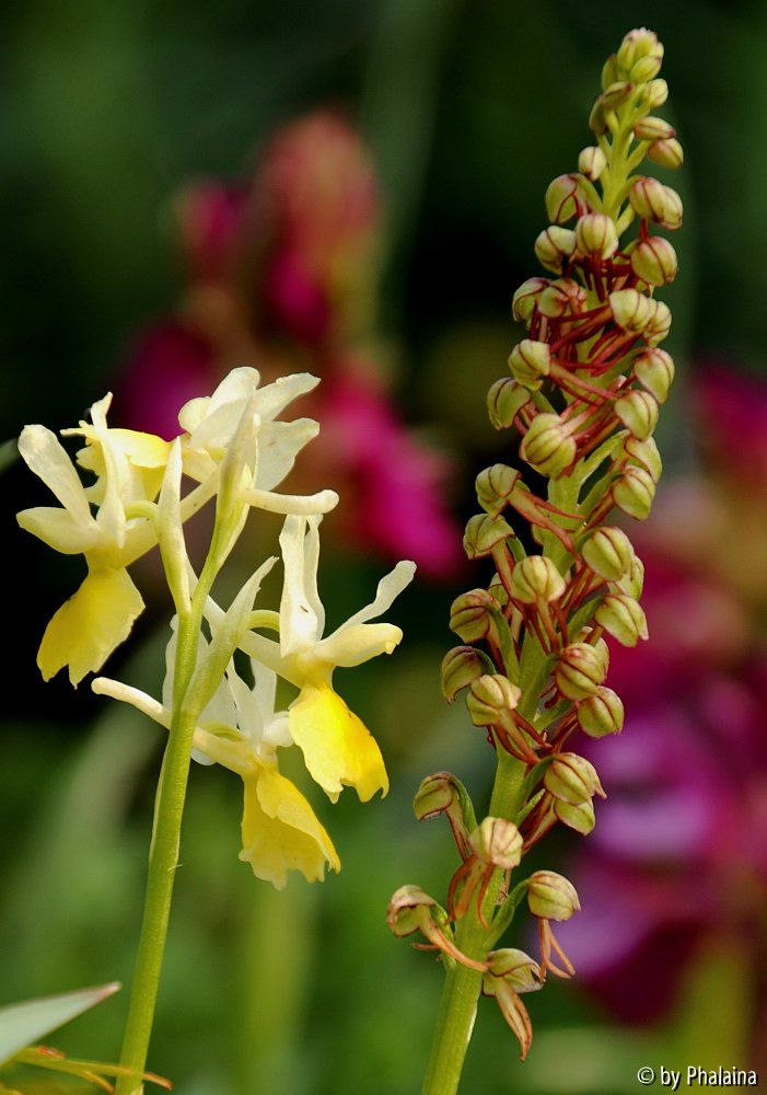 Orchis pauciflora + O. anthropophora