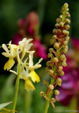 Orchis pauciflora + O. anthropophora