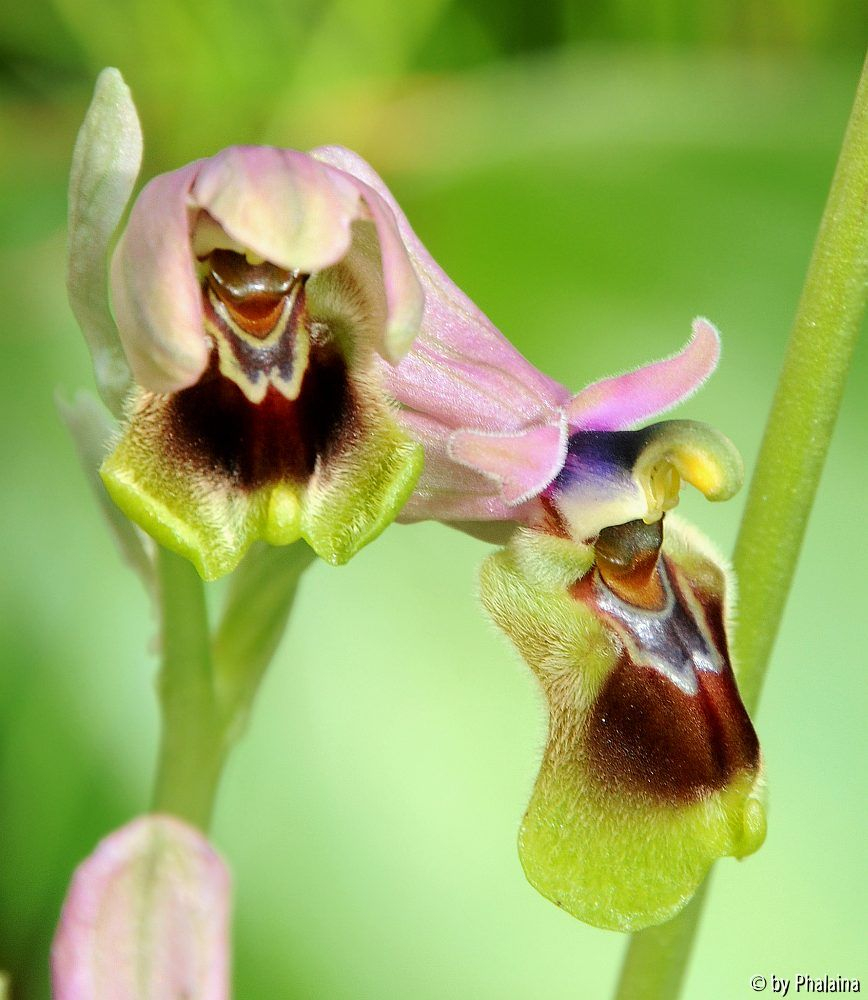 Ophrys tenthredinifera