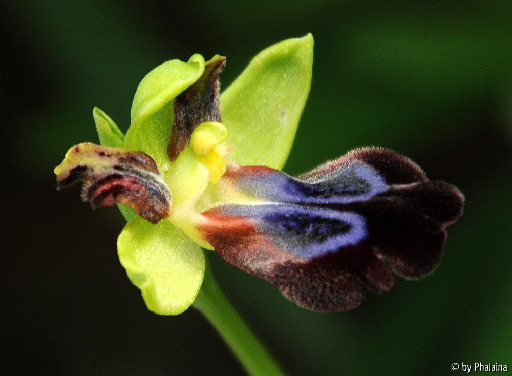 Ophrys iricolor