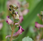 Corydalis nariniana