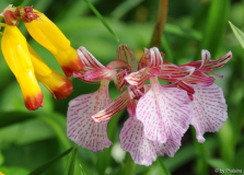 Anacamptis papilionacea