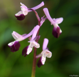 Anacamptis longicornu