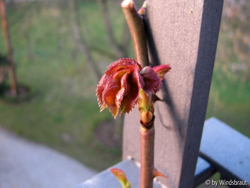 Crown Princess Margareta Austrieb 2012