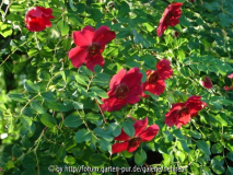 Moyesii Geranium