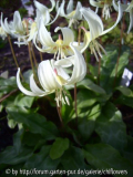 Erythronium White Beauty Blüte