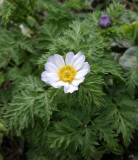 Adonis davidii