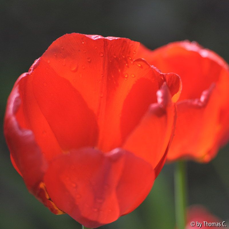 Apriltulpe rot