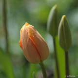 Apriltulpe orange